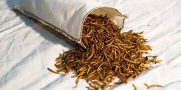 Nuevas proteínas: en España construirán una mega fábrica de insectos y buscan posicionarse en Argentina