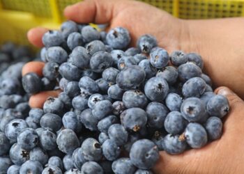 El pequeño gigante azul: el arándano y su revolución tecnológica