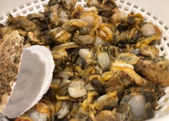 Marea roja: lo que tenés que saber antes de comer mariscos