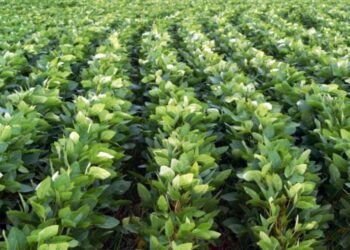 Argentina compró el 84% de la soja que produce Paraguay