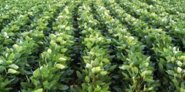 Argentina compró el 84% de la soja que produce Paraguay
