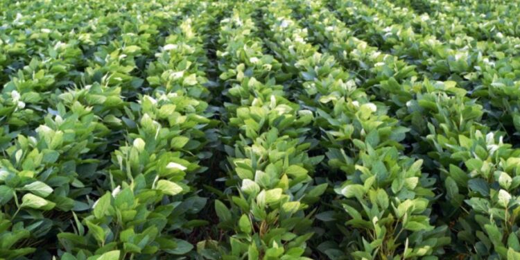 Argentina compró el 84% de la soja que produce Paraguay