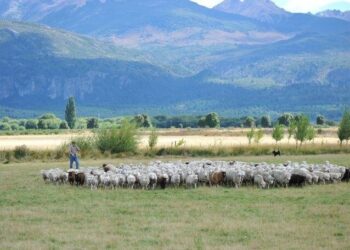 La Sociedad Rural reclamó por el extra salarial en la Patagonia: “Que sea un beneficio y no una carga”
