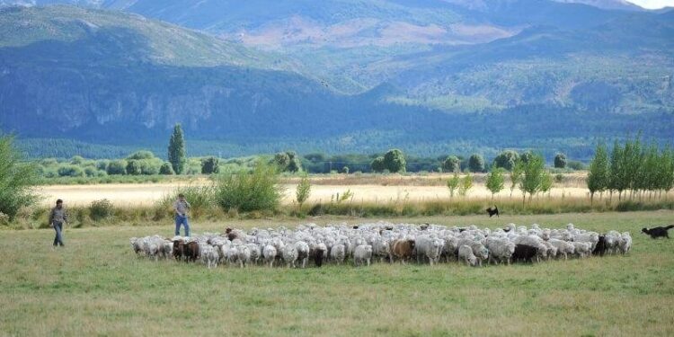La Sociedad Rural reclamó por el extra salarial en la Patagonia: “Que sea un beneficio y no una carga”