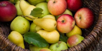 Exportaciones de manzanas en SAE: una caída que contrasta con el auge de las peras