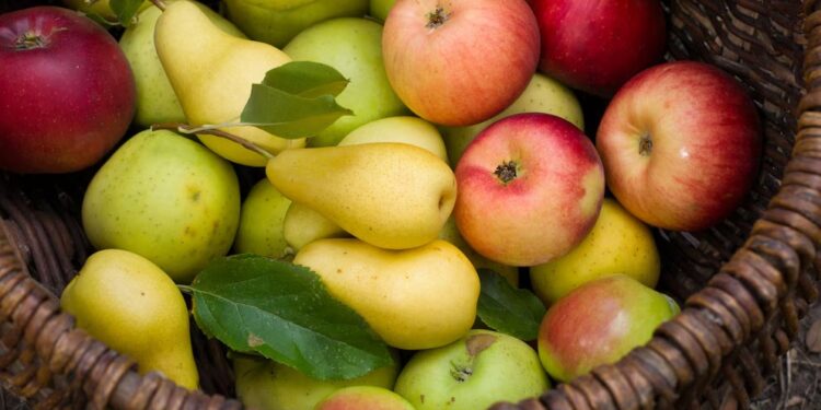Exportaciones de manzanas en SAE: una caída que contrasta con el auge de las peras