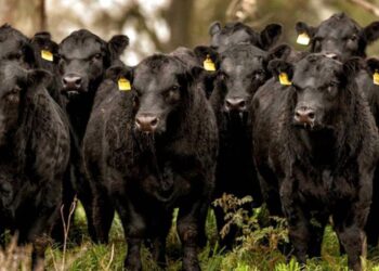 Avanza la lucha contra la brucelosis bovina con nuevas cepas de vacuna