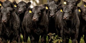 Avanza la lucha contra la brucelosis bovina con nuevas cepas de vacuna