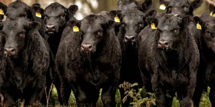 Avanza la lucha contra la brucelosis bovina con nuevas cepas de vacuna