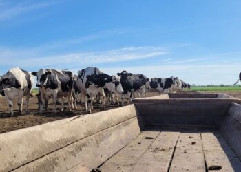 En los tambos preocupa el posible atraso en la siembra de verdeos y pasturas a falta de lluvias