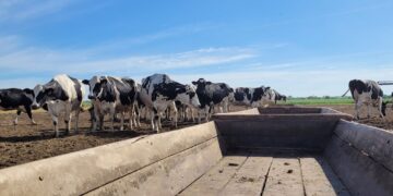 En los tambos preocupa el posible atraso en la siembra de verdeos y pasturas a falta de lluvias