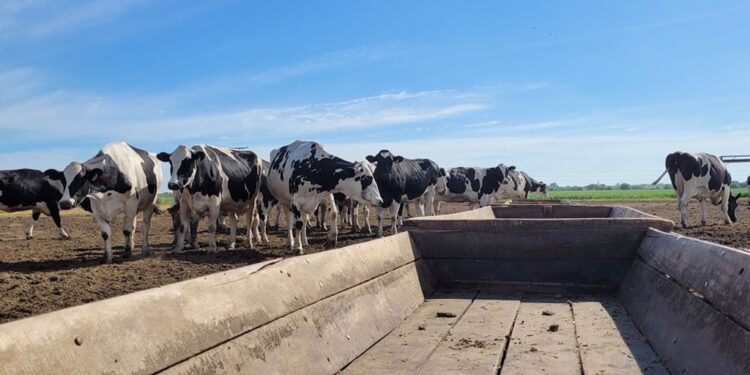 En los tambos preocupa el posible atraso en la siembra de verdeos y pasturas a falta de lluvias