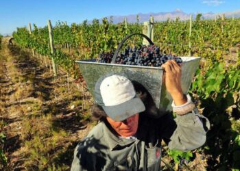La vendimia 2025 inicia con conflictos: cosechadores de uva exigen un aumento