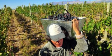 La vendimia 2025 inicia con conflictos: cosechadores de uva exigen un aumento
