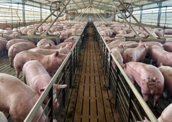 Porcinos: “La balanza comercial está rota y obviamente inclinada a traer más producto de afuera”