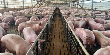 Porcinos: “La balanza comercial está rota y obviamente inclinada a traer más producto de afuera”
