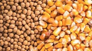 Los commodities recuperan precio en Chicago con la soja y el maíz