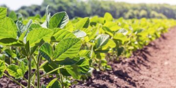 Dudas sobre la cosecha brasileña de soja