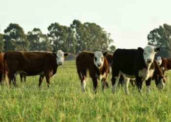Novillo Mercosur: sexta semana consecutiva de suba del valor medio