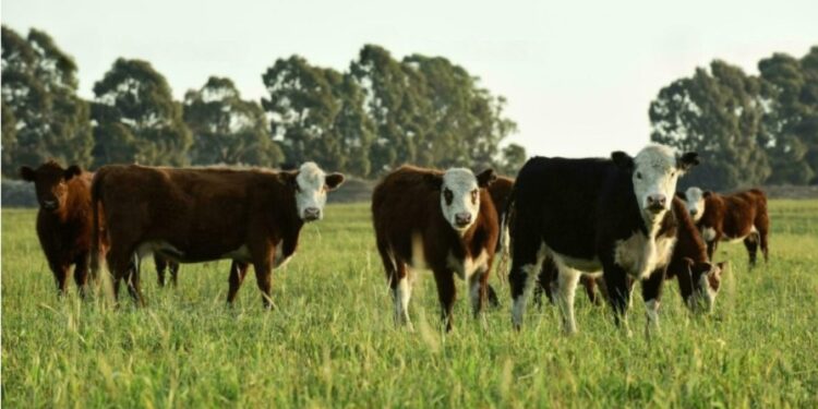 Novillo Mercosur: sexta semana consecutiva de suba del valor medio