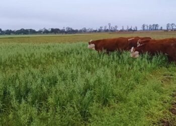 Pastoreo rotativo: la vicia y la avena se combinan para mejorar la calidad del suelo en el NEA