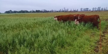 Pastoreo rotativo: la vicia y la avena se combinan para mejorar la calidad del suelo en el NEA