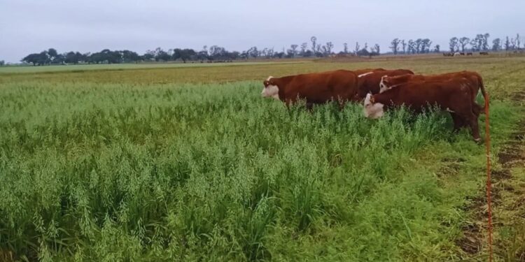 Pastoreo rotativo: la vicia y la avena se combinan para mejorar la calidad del suelo en el NEA