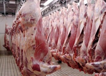 Menos oferta de carne: la faena bovina inició el 2025 con un retroceso