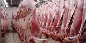 Menos oferta de carne: la faena bovina inició el 2025 con un retroceso