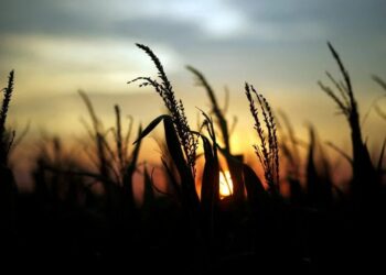 La lluvia traerá el alivio que tanto esperan en el campo