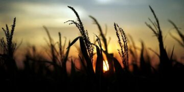 La lluvia traerá el alivio que tanto esperan en el campo