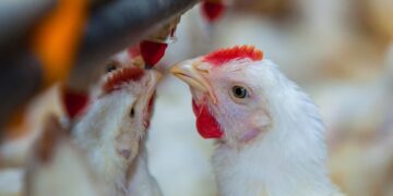 Argentina refuerza sus protocolos de bioseguridad ante alerta de influenza aviar en Perú