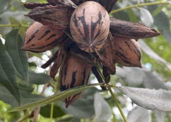 Tinkuy: La apuesta tucumana que lleva la nuez pecán al mundo