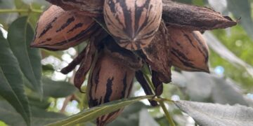 Tinkuy: La apuesta tucumana que lleva la nuez pecán al mundo