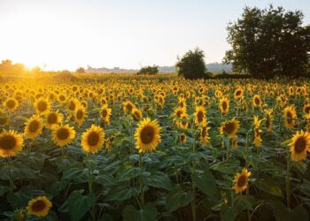 Brilla con luz propia: el girasol surge como una opción cada vez más firme en la zona núcleo