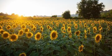 Brilla con luz propia: el girasol surge como una opción cada vez más firme en la zona núcleo