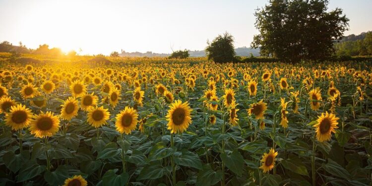 Brilla con luz propia: el girasol surge como una opción cada vez más firme en la zona núcleo