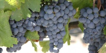 La vendimia 2025, con pronóstico favorable: la producción de uva aumentaría 9%