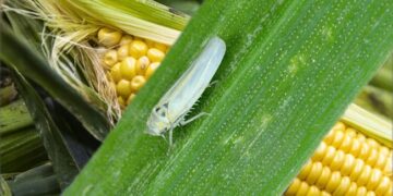 Preocupación en el norte: caen las proyecciones de cosecha de maíz y la chicharrita sigue en la mira