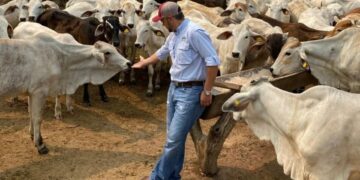 Ganaderos bolivianos miran a la Argentina en plena crisis ganadera por suspensión de exportaciones