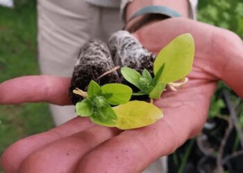 Hortalizas en Ushuaia: la agricultura busca fortalecerse en el “fin del mundo”