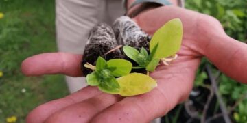 Hortalizas en Ushuaia: la agricultura busca fortalecerse en el “fin del mundo”