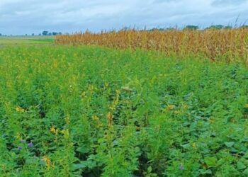 Con rotaciones intensivas, el algodón mejora su rendimiento en el norte de Santa Fe