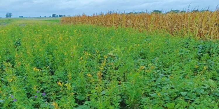 Con rotaciones intensivas, el algodón mejora su rendimiento en el norte de Santa Fe