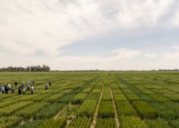 El Gobierno simplificó el registro de variedades vegetales