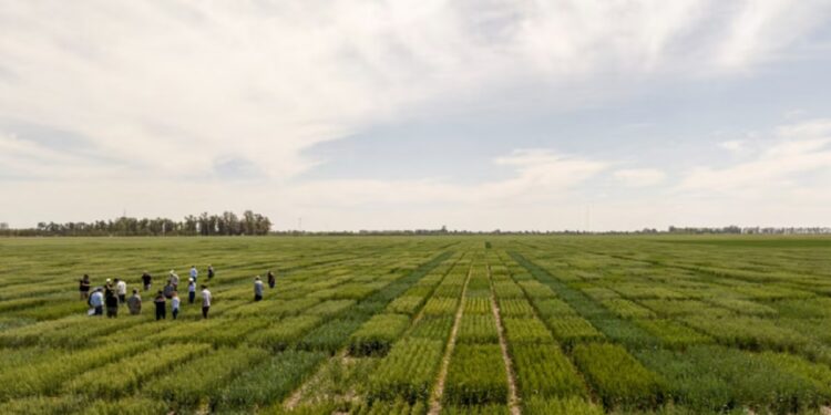 El Gobierno simplificó el registro de variedades vegetales