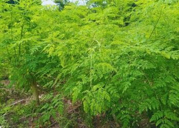 ¿Qué es la moringa? La planta que se potencia como alternativa productiva y alimenticia saludable