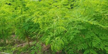 ¿Qué es la moringa? La planta que se potencia como alternativa productiva y alimenticia saludable