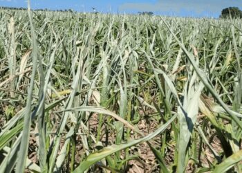 “Golpazo”: en el norte de Córdoba las lluvias no ayudaron y el maíz está “para echarle las vacas”