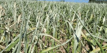 “Golpazo”: en el norte de Córdoba las lluvias no ayudaron y el maíz está “para echarle las vacas”